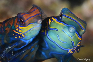 Lovers by Raoul Caprez 